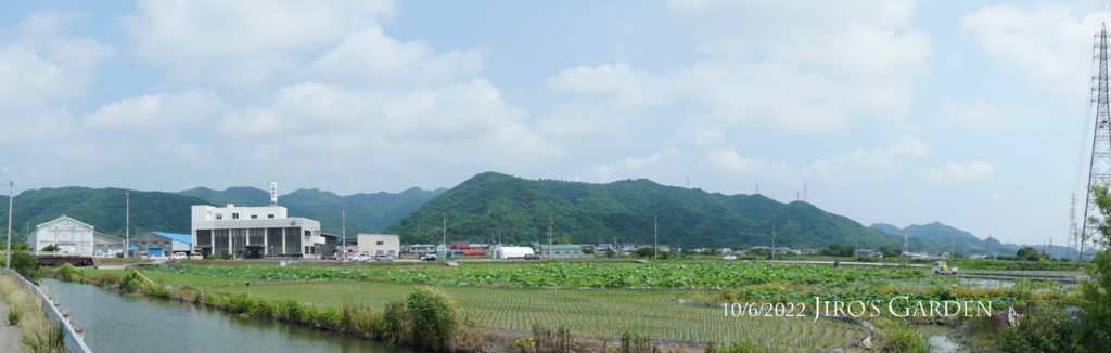 緑の山並みの麓に家屋や店舗が続き、手前にレンコン畑が広がる風景