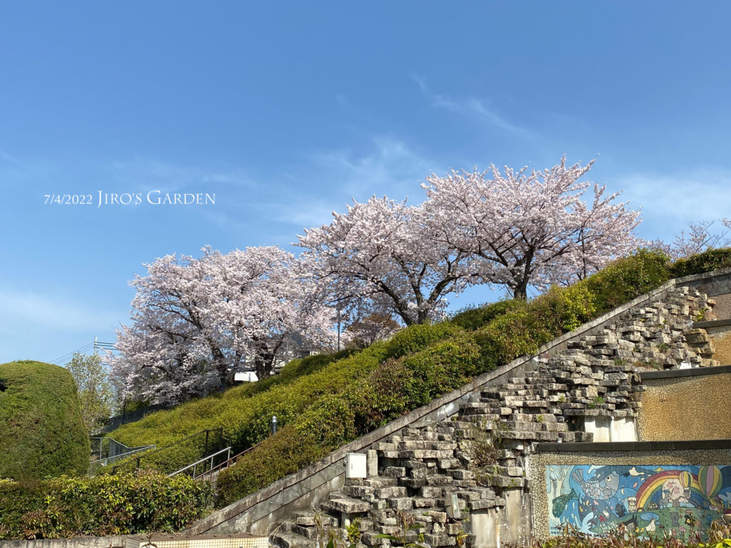 中央の階段の向こうに咲く満開の桜たち。
