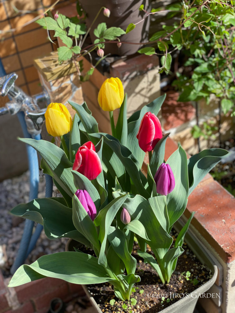 四角いプランターに植えられたチューリップ、黄色、赤、紫が2輪ずつ咲いてきました。