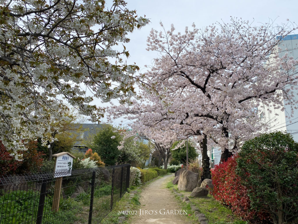 北側入り口から南を向いて写す。左に緑っぽい桜、右にはソメイヨシノ満開。
