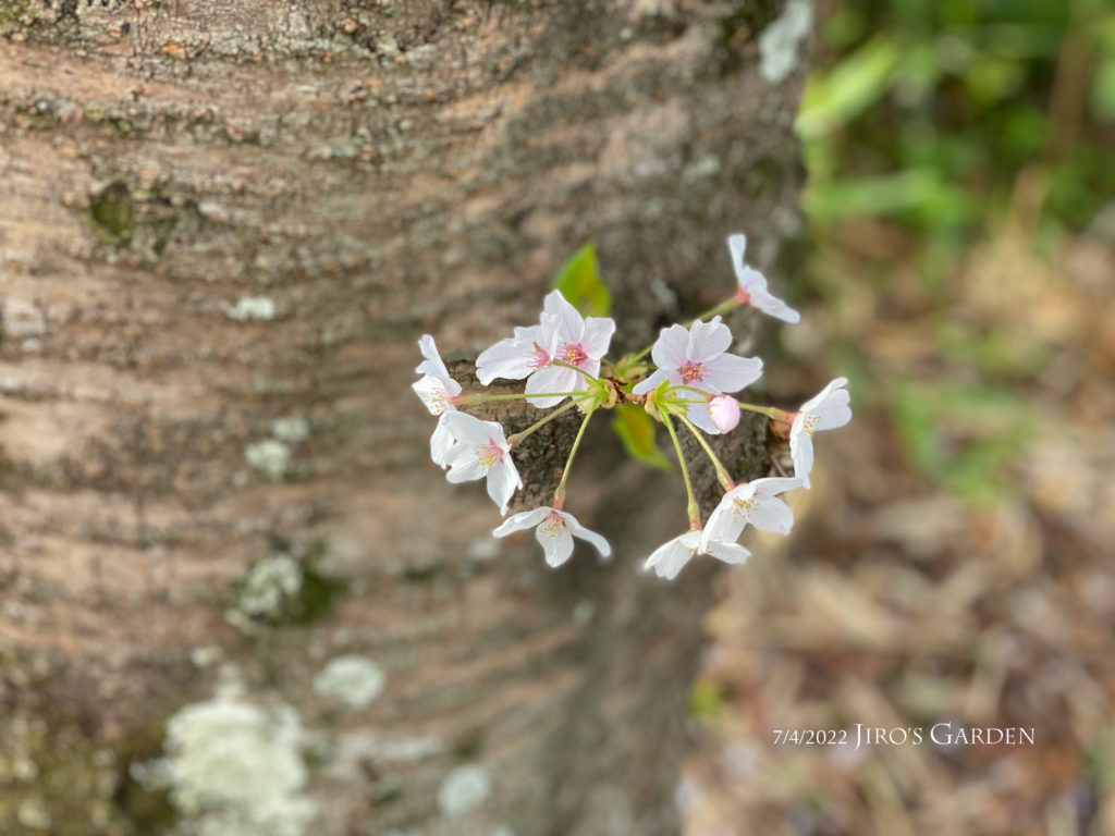 桜の太い幹から生えるひこばえ。幹からほぼ直で9輪も咲いている。