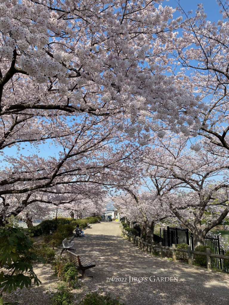 池の周囲の散歩道、南側の桜、トンネルになっている様子。