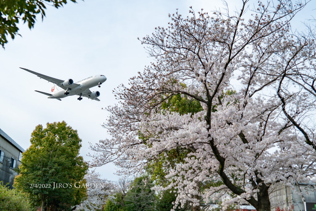 桜の上を通過するJALのB787。