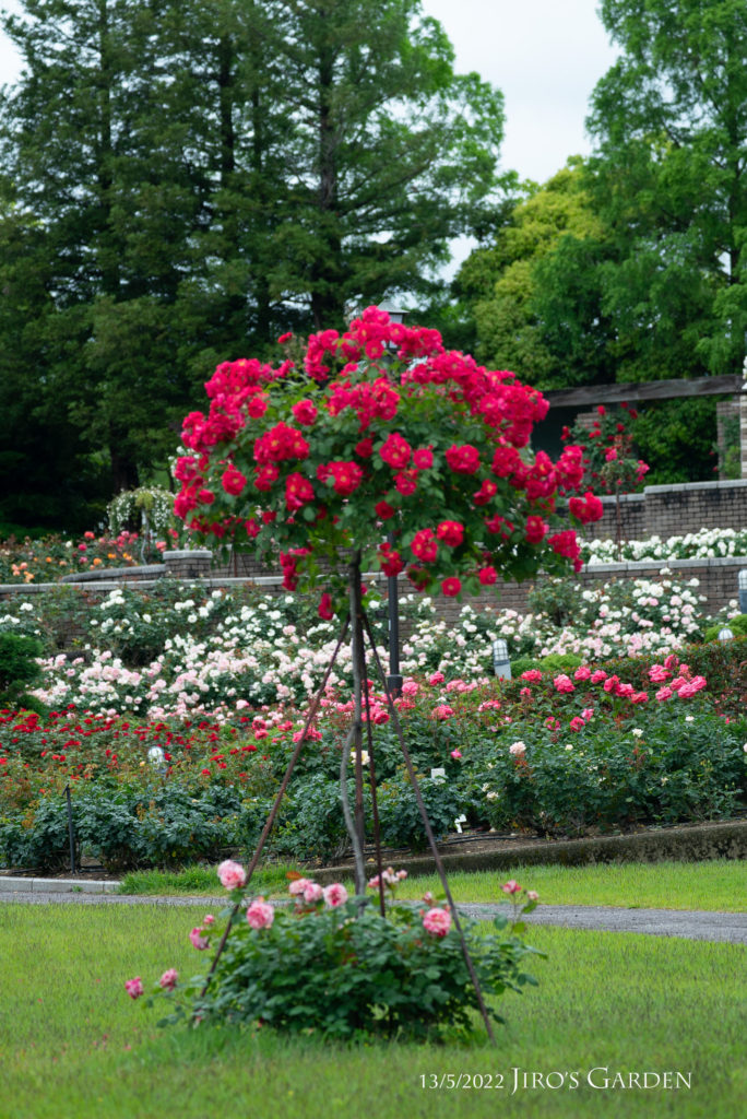 4本の細い鉄製支柱が三角に交差し、上部に真っ赤なバラの花が球状に咲き広がる様子。足許にはピンクのバラが植えられている。