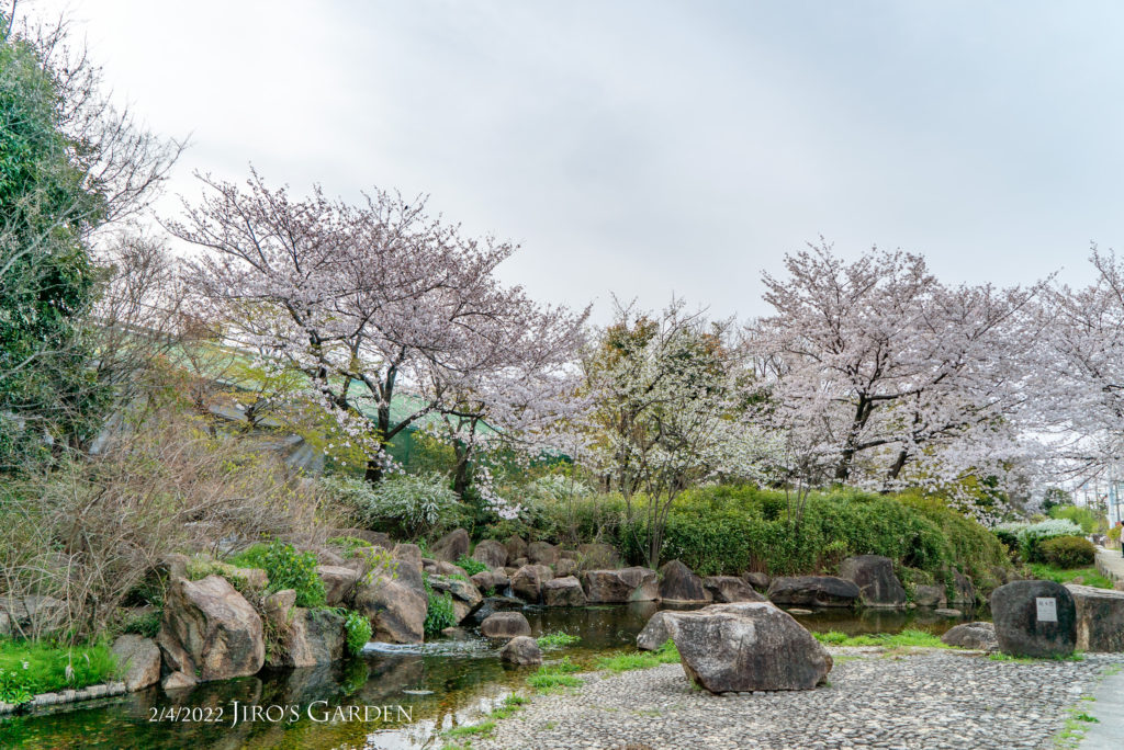 左から右に流れる小川、その向こうに満開の桜の木々。手前は石畳の小さな広場のようになっている。川を囲む巨石も良い雰囲気。