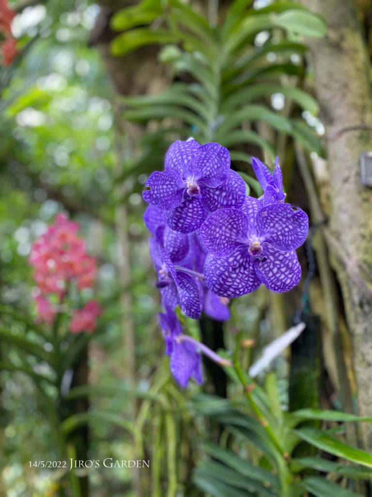 青紫のバンダの花