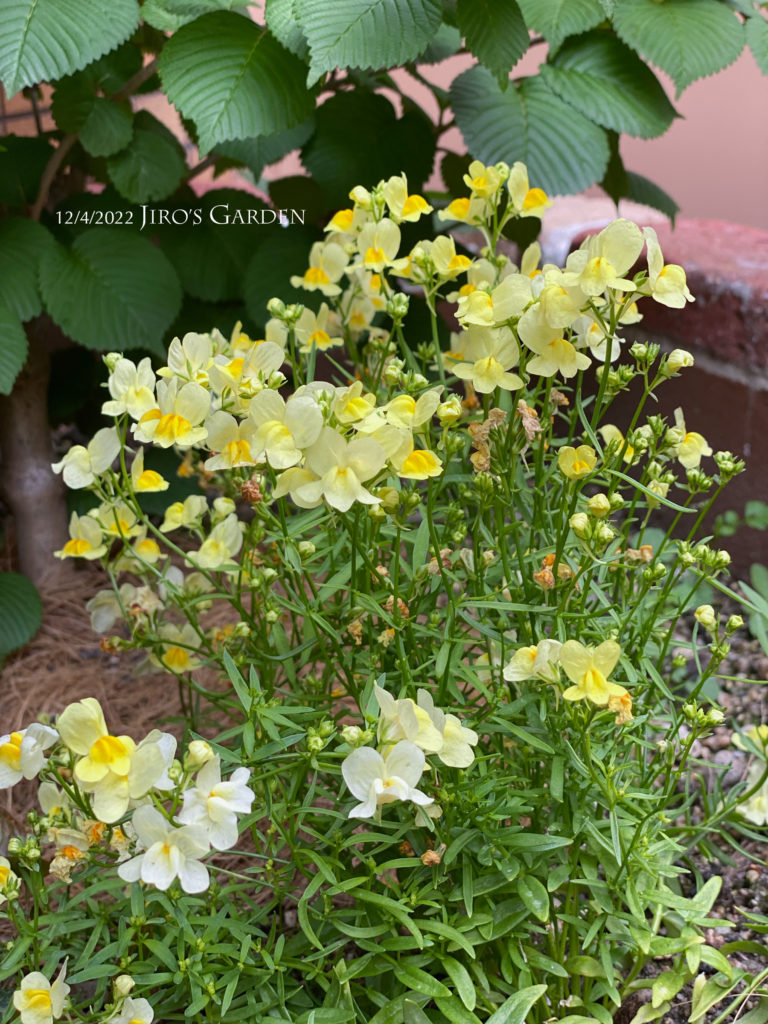 花壇に植えられた黄色のヒメキンギョソウが可憐に咲く姿。背後にオオデマリの葉っぱ。