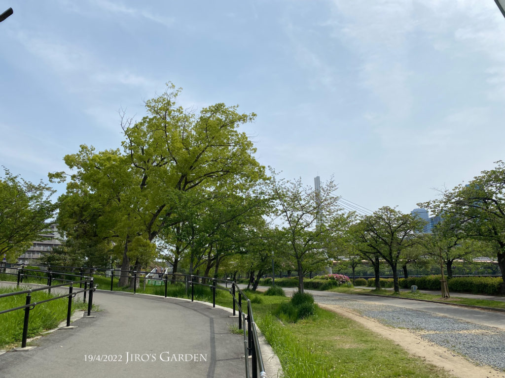 川岸の遊歩道、左上の歩道に続くアプローチと樹木たち。遠くに川崎橋のアーチが見える。