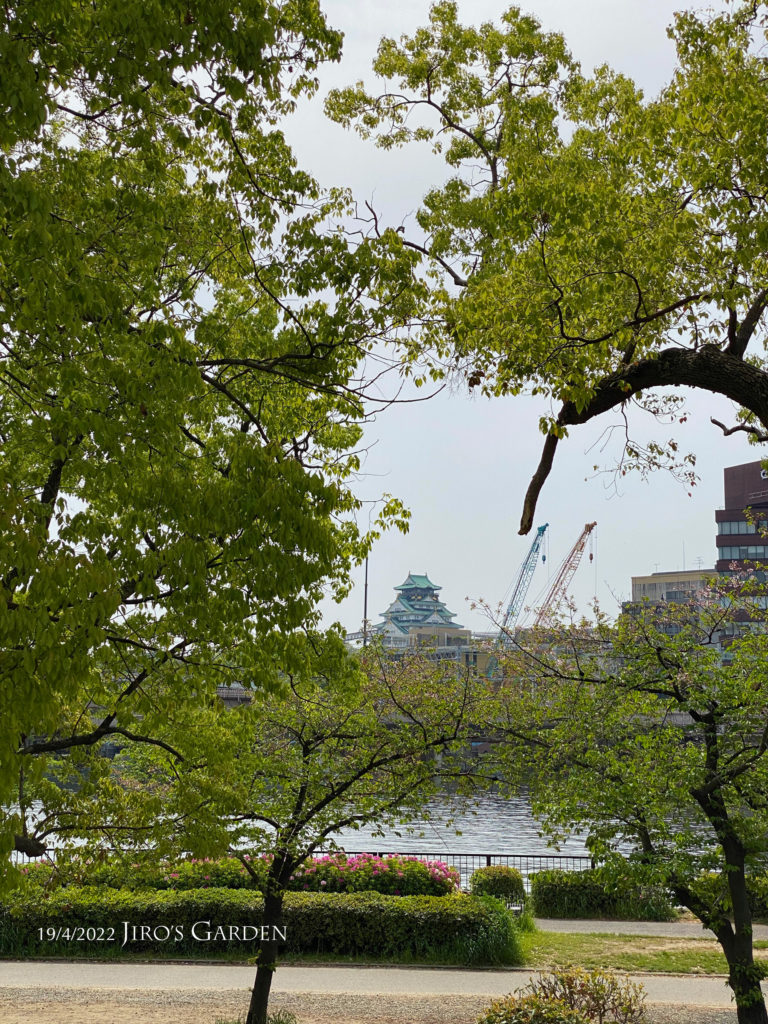 緑の間から川を越えて大阪城の天守と大きなクレーンが2機見える
