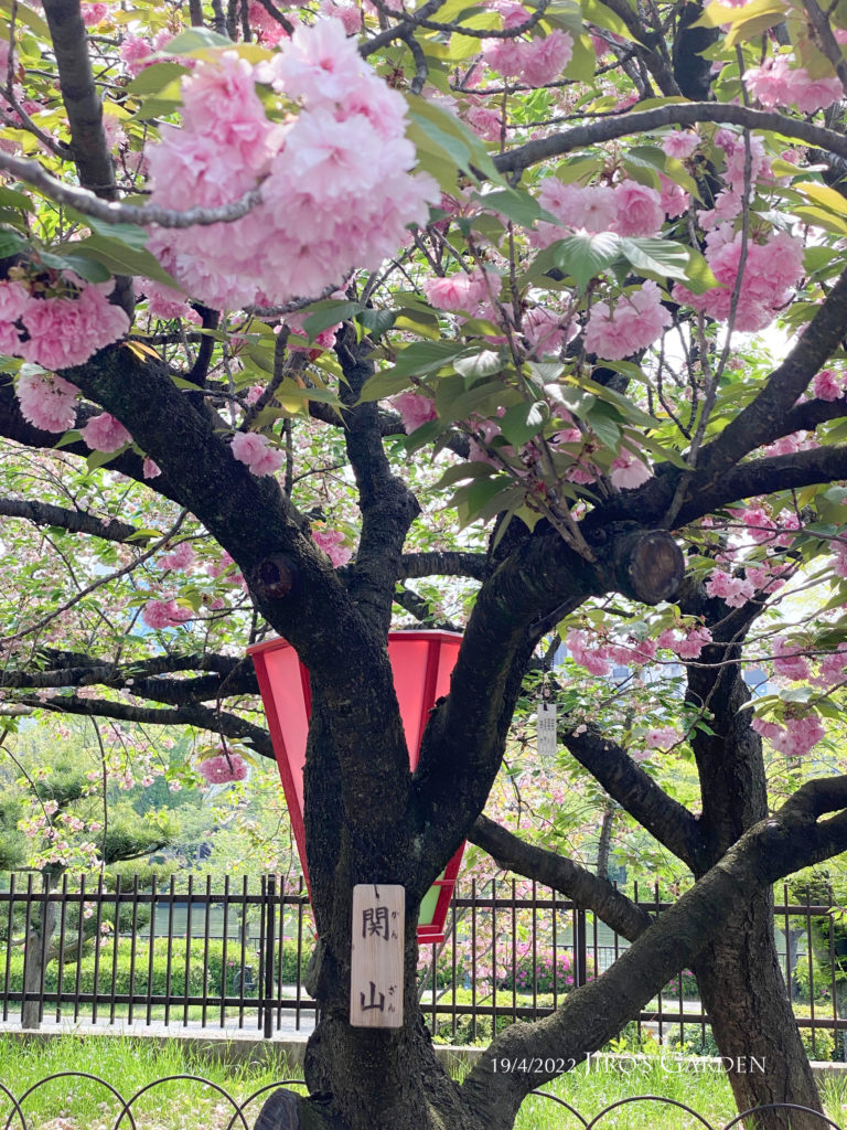 八重桜、関山(かんざん)の札がかかった写真。薄いピンク色の花です。後ろに赤い灯籠が見えています。