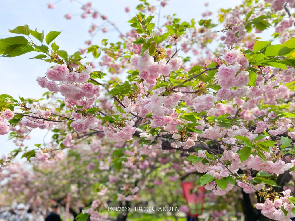 八重桜、枝先にたわわに咲く様子、1.5mほどの部分。