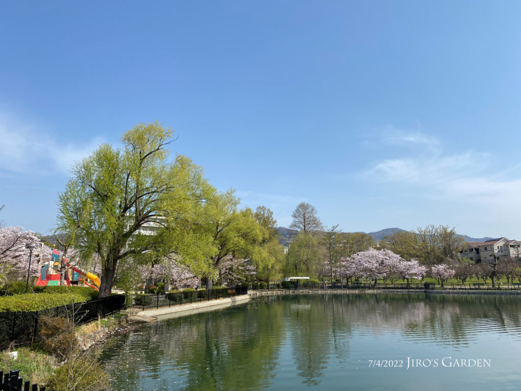 水月公園の池から北側を広く写す。緑と青い空。
