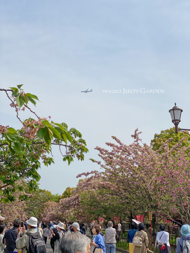 通り抜けの桜並木上空北側を、着陸ルートのANA機が通る様子。