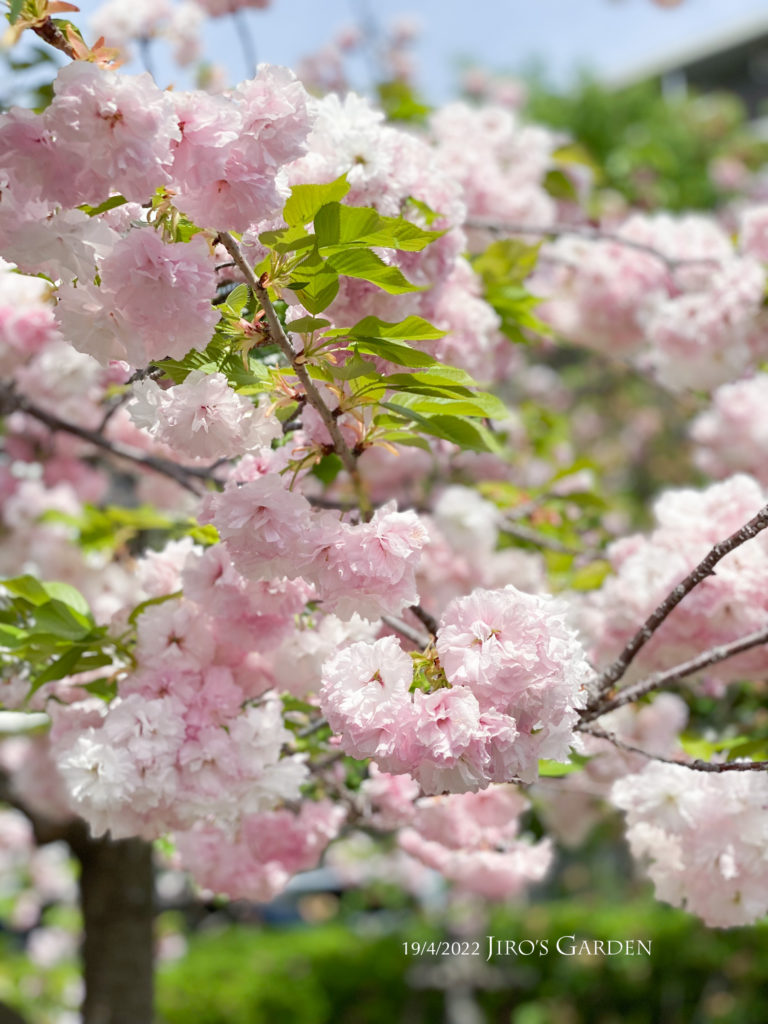 白から薄いピンクの枝先にたわわに咲く様子。
