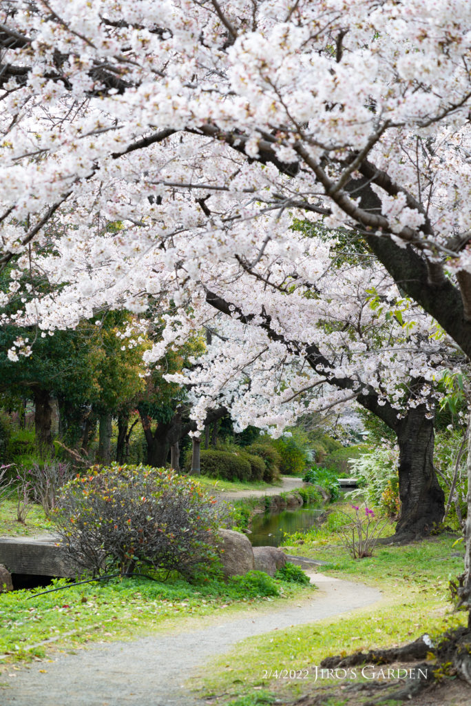 小川に沿って蛇行する散歩道、トンネルのようにおおい被さる満開の桜
