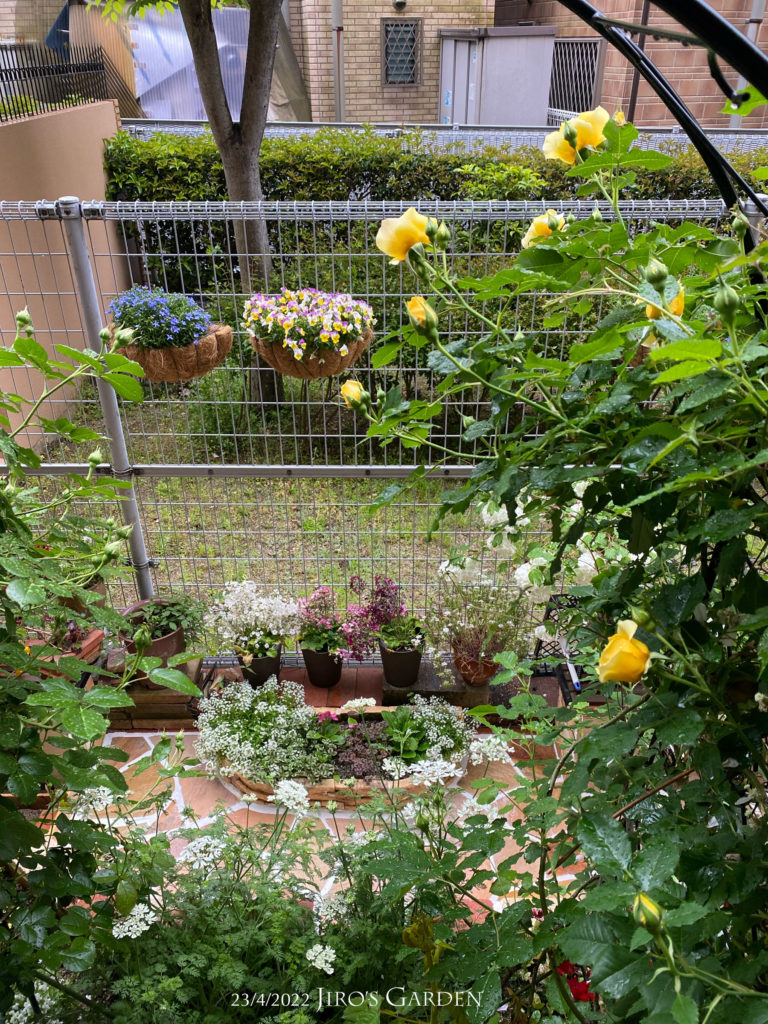 ベランダからつるバラのアーチの中を下へ向いて覗くように撮影。オルレアとつるバラの緑の額縁に中に、スイートアリッサムなどのミニ花壇が小さく写る。フェッbスにはハンギングのロベリアとビオラ。