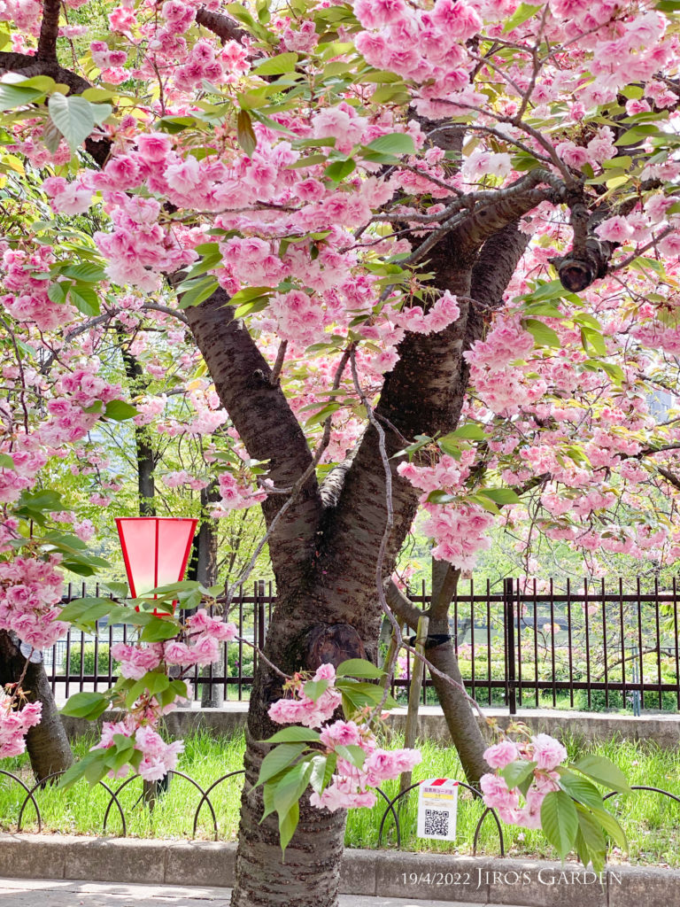 桜の太い幹と満開の八重桜、赤い灯籠。