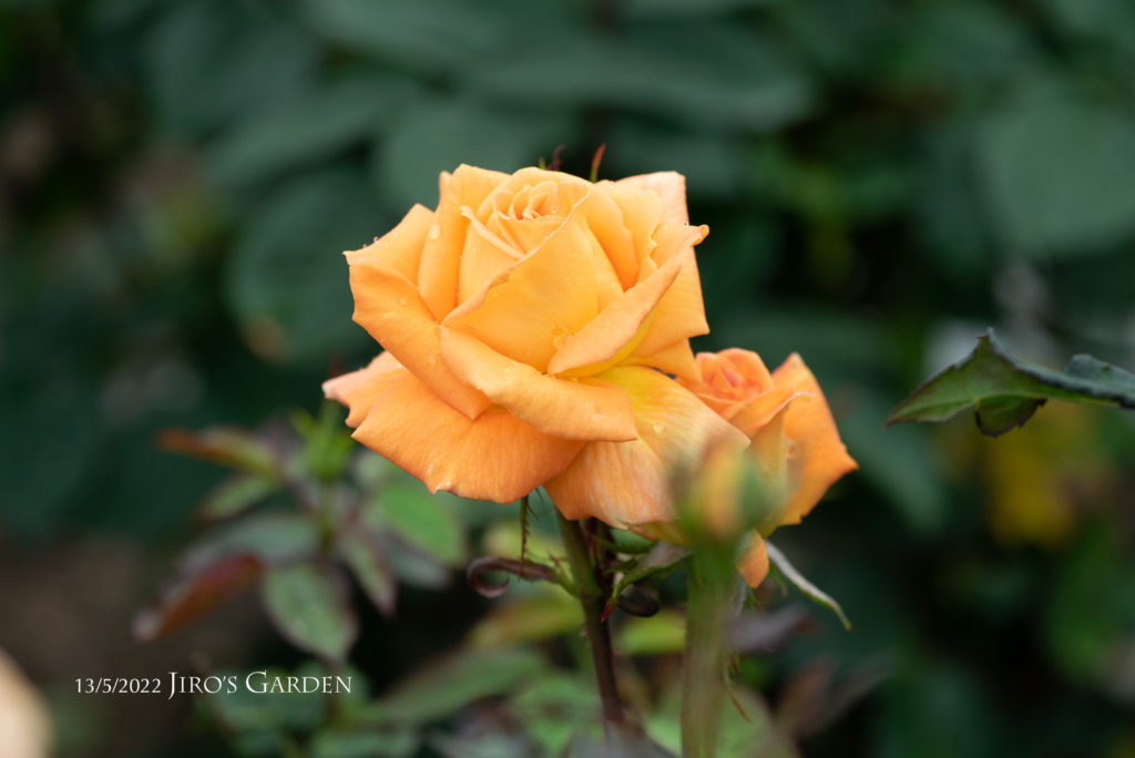 しっとりとしたオレンジ色で美しく開きかけているバラをアップで。背景の暗い緑とコントラストが美しい。