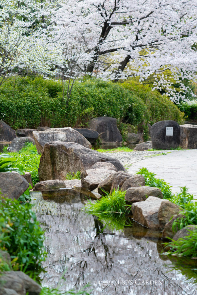 小川の水面一面に桜が写り込んでいる様子。
