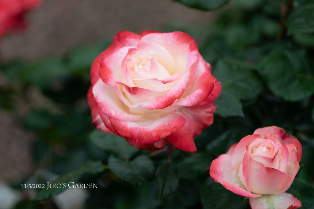 まあるい花びらは中央が白で縁が口紅のようにほんのりと赤ピンクに色づく。その花びらが優しく重なり椿のような雰囲気に咲くバラを1輪アップで。