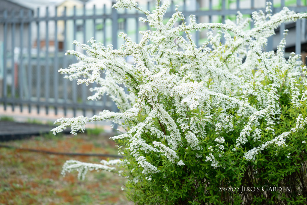 一面に白い花をなびかせるユキヤナギ。