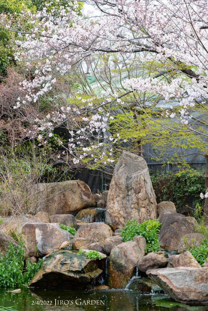 大きな石を組んで積み上げられたせせらぎ風の滝と桜。