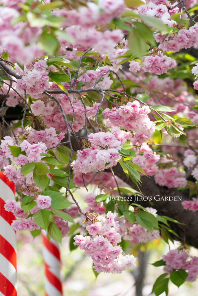 枝垂れるピンクの八重桜。背後に紅白らせんのポール2本。