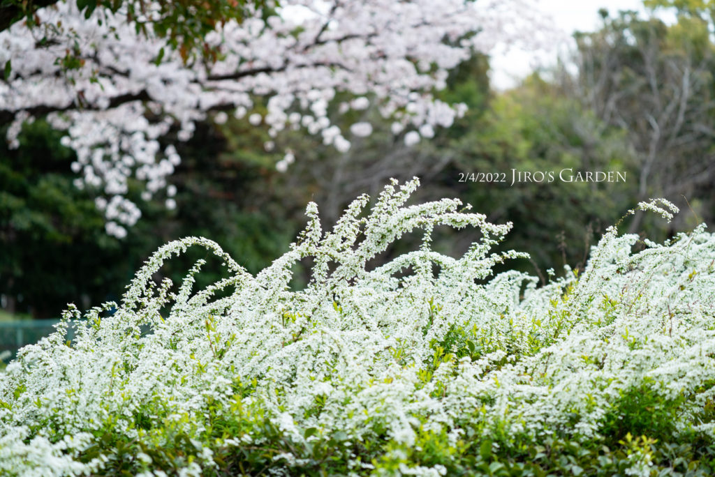 横構図で画面下半分に真っ白な花と緑の葉が美しいユキヤナギ、少し離れた上部にサクラ。