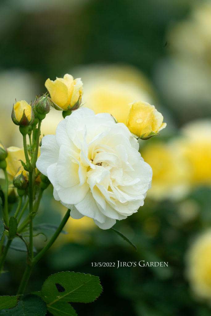 薄いクリームの小花をアップで。廻りを濃い黄色の小さな蕾が取り囲む様子。
