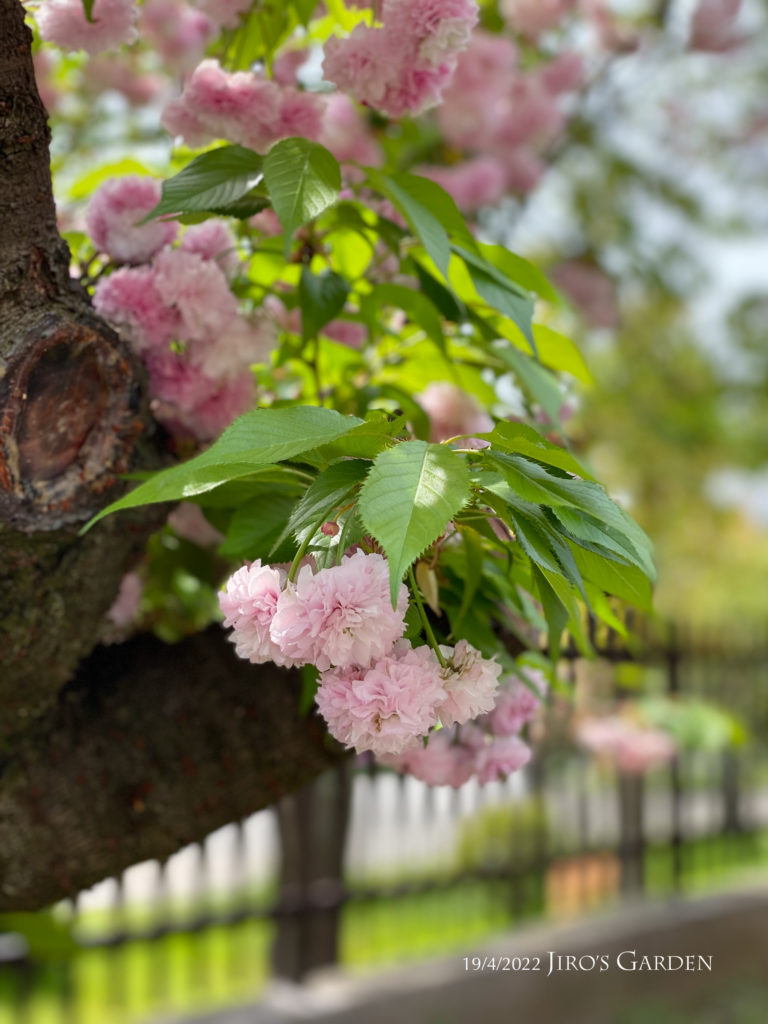 ぼんぼりのように垂れ下がる薄いピンクの八重桜。