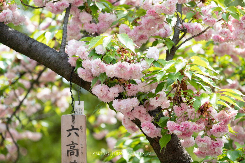 「六高××」の札がかかる薄いピンクの八重桜。
