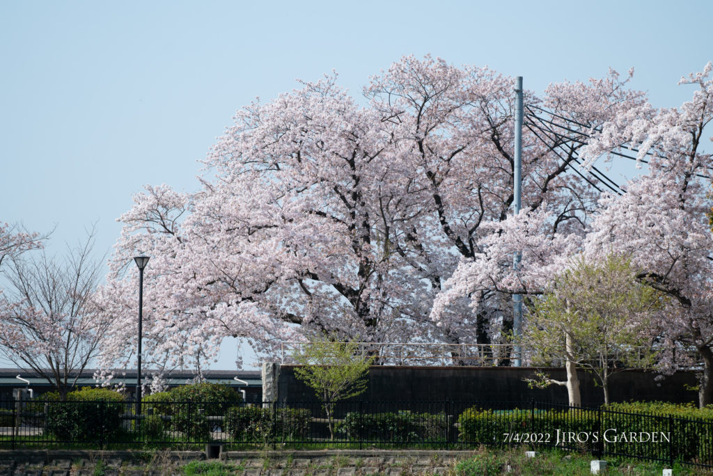 南側の桜の大木を反対岸から大きく捕える。