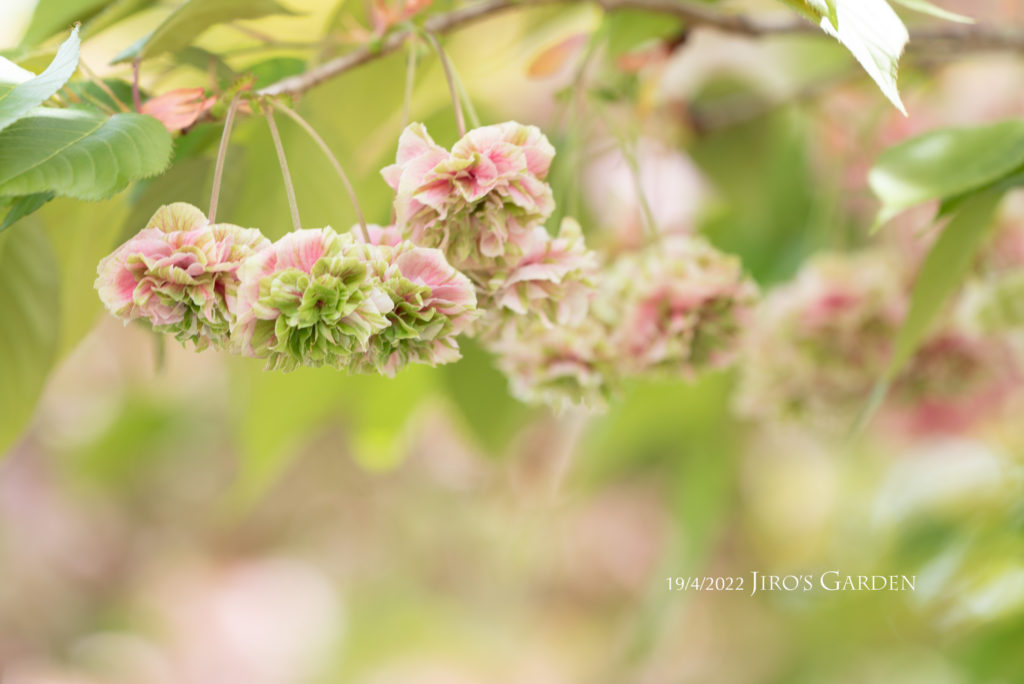 ピンク色に緑色のフリンジの八重桜がぶら下がって咲く様子。