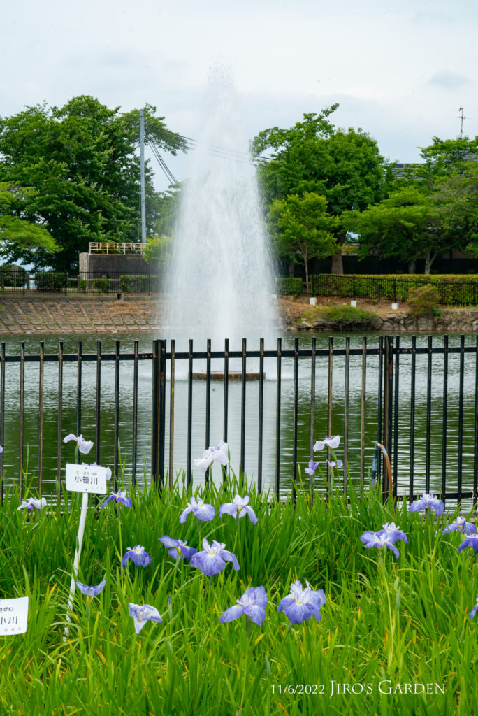池中央の噴水と手前に花菖蒲