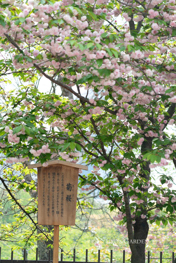 「菊桜(きくざくら)」と書かれた立て札とたわわに咲くピンク色の八重桜の様子、正面からまっすぐ撮影。