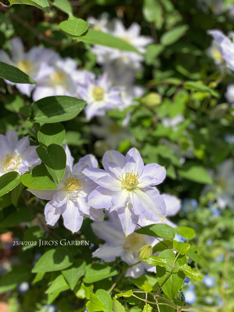 柔らかい陽射しのもとで咲く八重咲きになった早池峰2輪をアップで。薄い紫に白っぽいクリーム色のラインが上品で美しい。