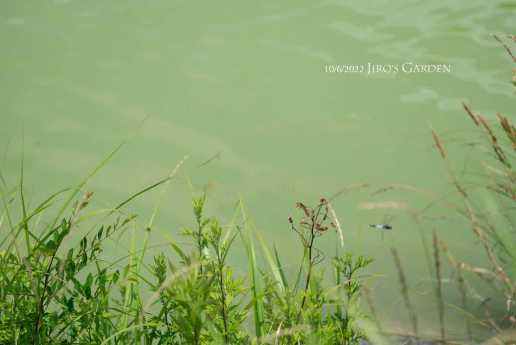 池の辺で飛ぶシオカラトンボ