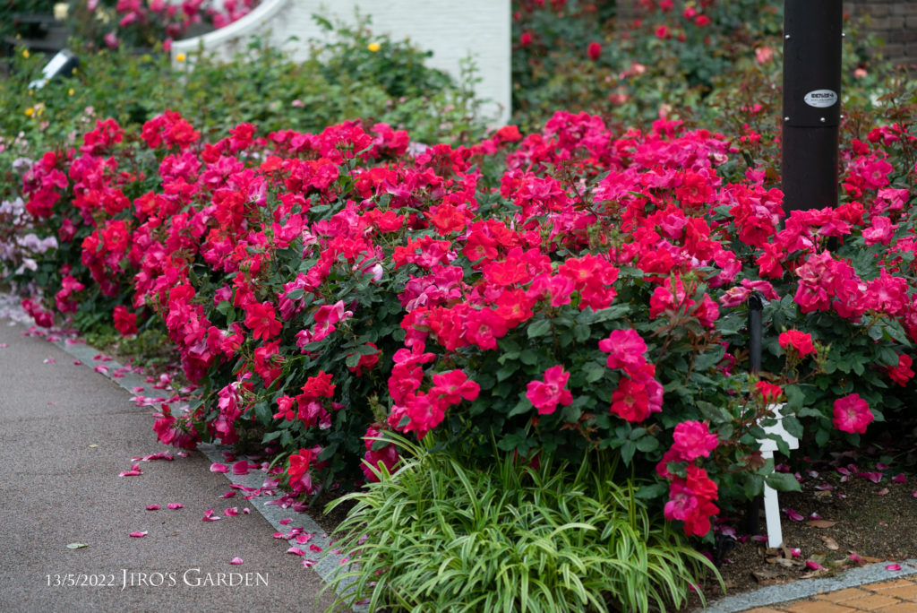 2m×3mくらいの花壇にショッキングピンクの少し開きぎみの小花が高さ70〜80cmくらいで一斉に咲く様子。