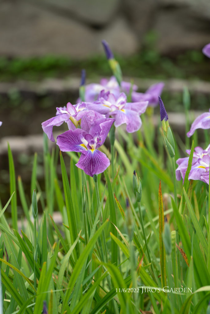 花菖蒲、紫の花