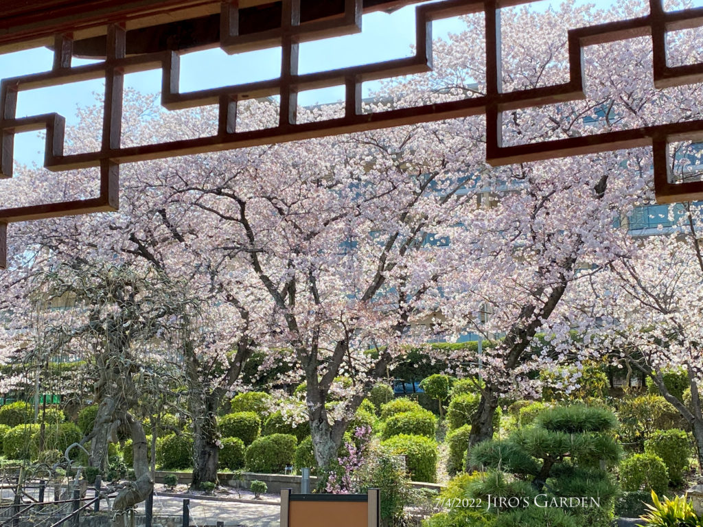 斎芳亭の中から、中国風の欄間と桜並木。
