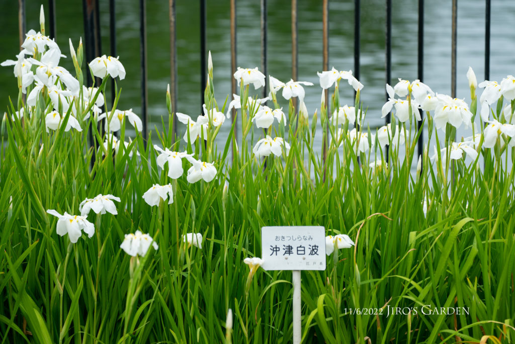 池を背景に白い花菖蒲の群生