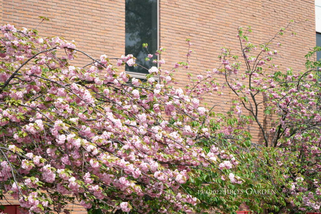 レンガタイル貼りの建物の壁面の前に八重桜。