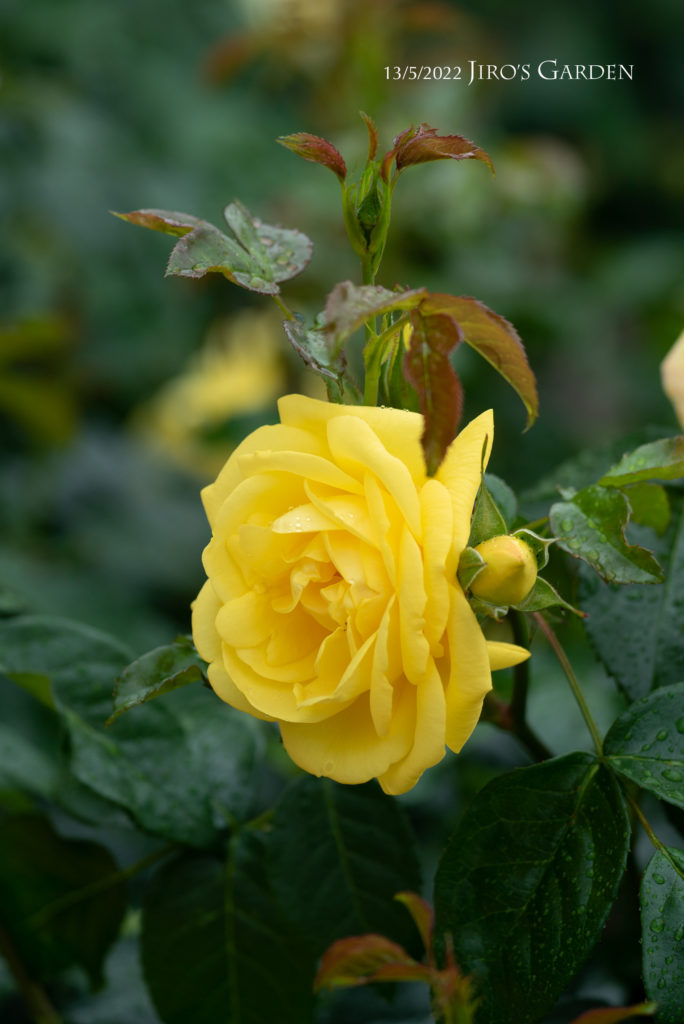 柔らかい黄色のまるい花びらが折り重なるように咲くバラを1輪アップで。