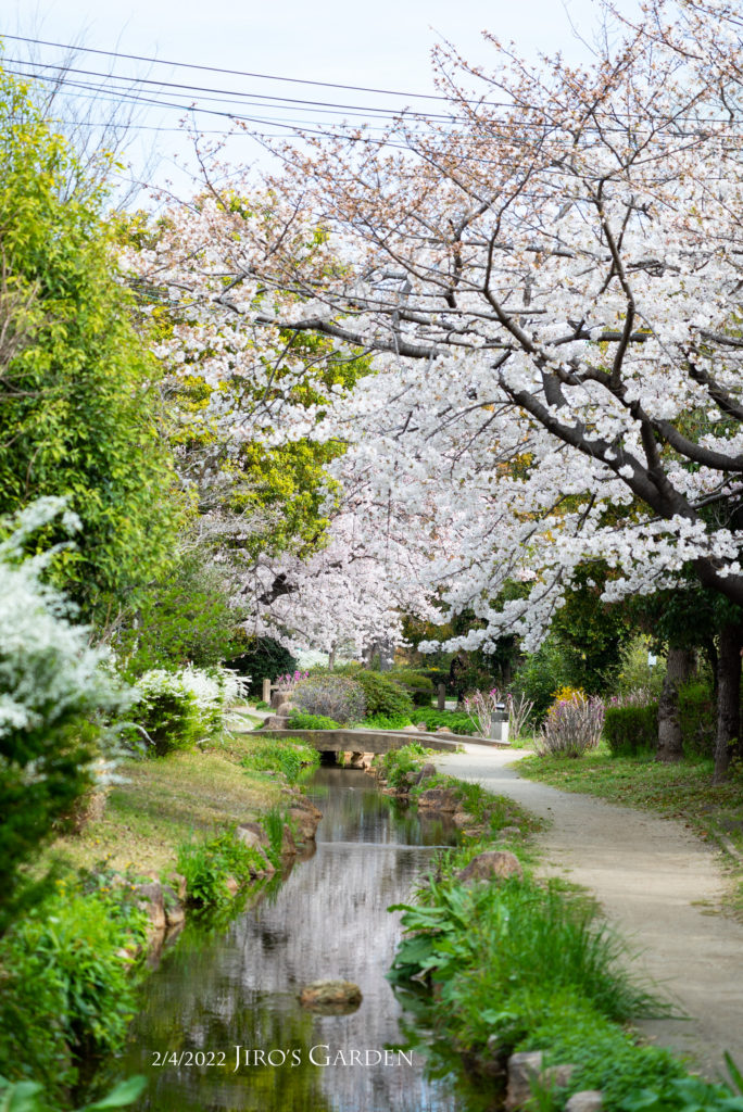 縦構図で真直ぐ小川をセンターに、枠に桜が続く様子を圧縮効果で。