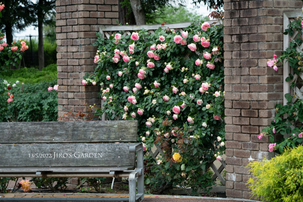 こちらも壁一面に咲く、中央がピンク色で外側が白にグラデーションするカップ咲きのバラを遠景で狙う。