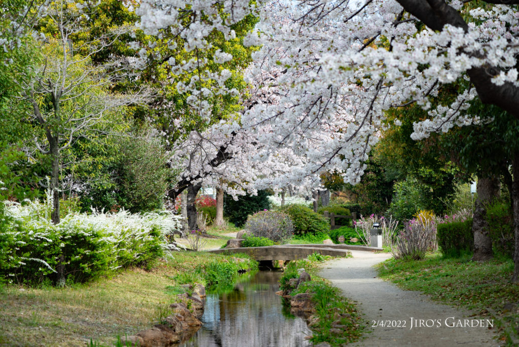 小川にかかる橋と桜。