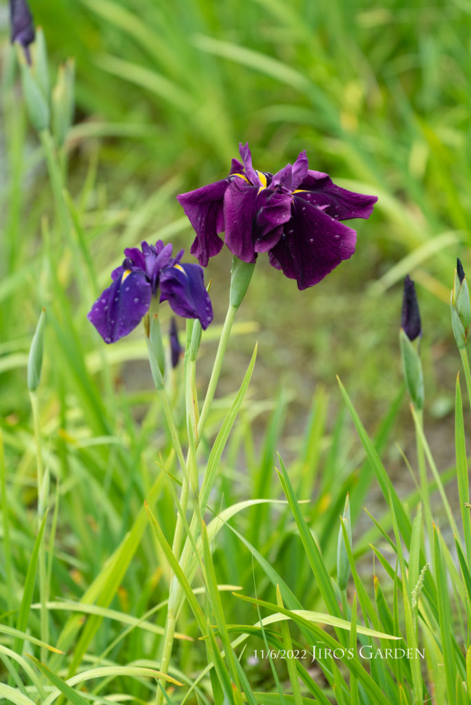 花菖蒲、濃い紫