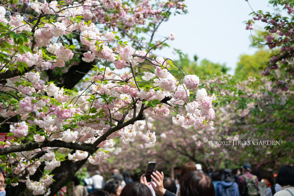 手毬状にかたまって咲くピンク色の八重桜を下からケータイで写す人々の手