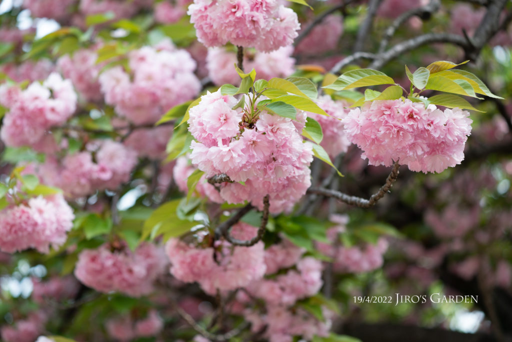 手毬状にかたまって咲くピンク色の八重桜、枝先をアップで。