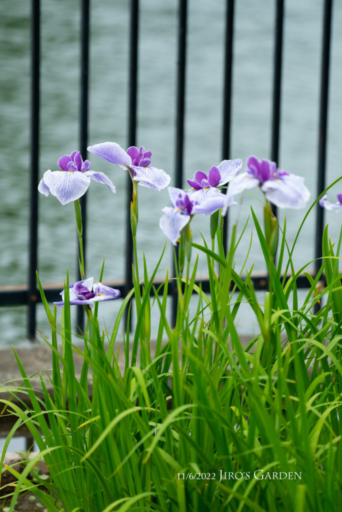 花菖蒲、薄紫の花びらに濃い紫の芯